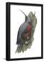 Wall Creeper (Tichodroma Muraria), Birds-Encyclopaedia Britannica-Framed Poster