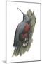 Wall Creeper (Tichodroma Muraria), Birds-Encyclopaedia Britannica-Mounted Poster