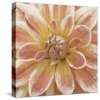 Wall Flower V-Alonzo Saunders-Stretched Canvas