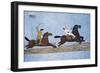 Wall Mural Depicting Pilgrimage to Mecca on Middle Egypt House, Egypt-null-Framed Giclee Print