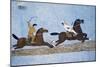 Wall Mural Depicting Pilgrimage to Mecca on Middle Egypt House, Egypt-null-Mounted Giclee Print