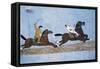 Wall Mural Depicting Pilgrimage to Mecca on Middle Egypt House, Egypt-null-Framed Stretched Canvas