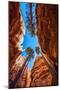 Wall Street, Bryce Canyon National Park, Utah-Michael DeFreitas-Mounted Photographic Print