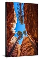 Wall Street, Bryce Canyon National Park, Utah-Michael DeFreitas-Stretched Canvas