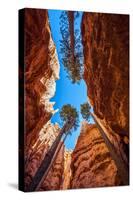 Wall Street, Bryce Canyon National Park, Utah-Michael DeFreitas-Stretched Canvas