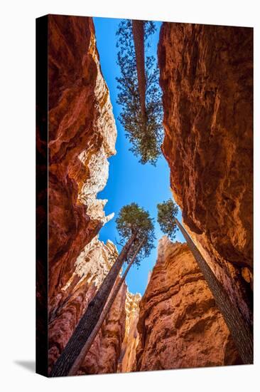 Wall Street, Bryce Canyon National Park, Utah-Michael DeFreitas-Stretched Canvas