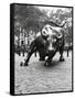 Wall Street Bull Sculpture-Chris Bliss-Framed Stretched Canvas