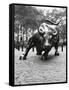 Wall Street Bull Sculpture-Chris Bliss-Framed Stretched Canvas