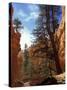 Wall Street, Navajo Loop Trail, Bryce Canyon National Park, Utah, USA-Jamie & Judy Wild-Stretched Canvas