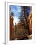 Wall Street, Navajo Loop Trail, Bryce Canyon National Park, Utah, USA-Jamie & Judy Wild-Framed Premium Photographic Print