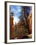 Wall Street, Navajo Loop Trail, Bryce Canyon National Park, Utah, USA-Jamie & Judy Wild-Framed Premium Photographic Print