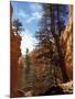 Wall Street, Navajo Loop Trail, Bryce Canyon National Park, Utah, USA-Jamie & Judy Wild-Mounted Premium Photographic Print