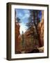 Wall Street, Navajo Loop Trail, Bryce Canyon National Park, Utah, USA-Jamie & Judy Wild-Framed Photographic Print