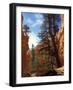 Wall Street, Navajo Loop Trail, Bryce Canyon National Park, Utah, USA-Jamie & Judy Wild-Framed Photographic Print