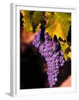 Walla Walla Wine Country, Walla Walla, Washington, USA-Richard Duval-Framed Premium Photographic Print