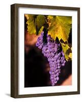 Walla Walla Wine Country, Walla Walla, Washington, USA-Richard Duval-Framed Photographic Print