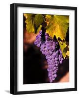 Walla Walla Wine Country, Walla Walla, Washington, USA-Richard Duval-Framed Photographic Print