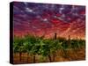 Walla Walla Wine Country, Walla Walla, Washington, USA-Richard Duval-Stretched Canvas