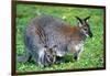 Wallaby and Joey-Lantern Press-Framed Art Print