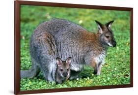 Wallaby and Joey-Lantern Press-Framed Art Print