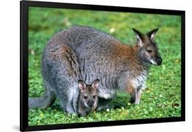 Wallaby and Joey-Lantern Press-Framed Art Print