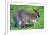 Wallaby and Joey-Lantern Press-Framed Premium Giclee Print