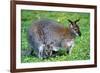 Wallaby and Joey-Lantern Press-Framed Premium Giclee Print