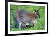 Wallaby and Joey-Lantern Press-Framed Premium Giclee Print