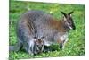 Wallaby and Joey-Lantern Press-Mounted Premium Giclee Print