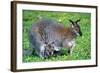 Wallaby and Joey-Lantern Press-Framed Art Print