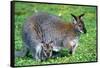 Wallaby and Joey-Lantern Press-Framed Stretched Canvas