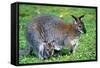 Wallaby and Joey-Lantern Press-Framed Stretched Canvas