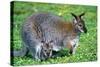 Wallaby and Joey-Lantern Press-Stretched Canvas