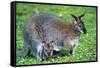 Wallaby and Joey-Lantern Press-Framed Stretched Canvas