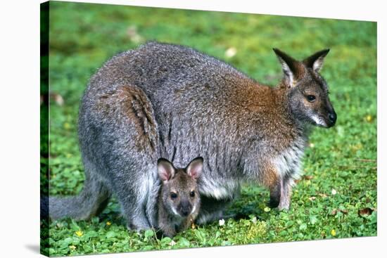 Wallaby and Joey-Lantern Press-Stretched Canvas