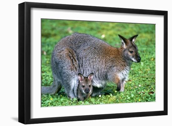 Wallaby and Joey-Lantern Press-Framed Art Print