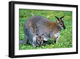 Wallaby and Joey-Lantern Press-Framed Art Print