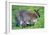 Wallaby and Joey-Lantern Press-Framed Art Print