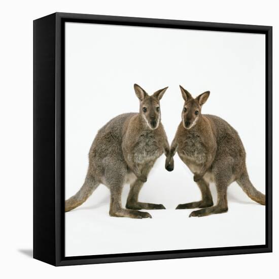 Wallaby X2 Holding Hands-Andy and Clare Teare-Framed Stretched Canvas