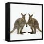 Wallaby X2 Holding Hands-Andy and Clare Teare-Framed Stretched Canvas