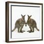 Wallaby X2 Holding Hands-Andy and Clare Teare-Framed Photographic Print