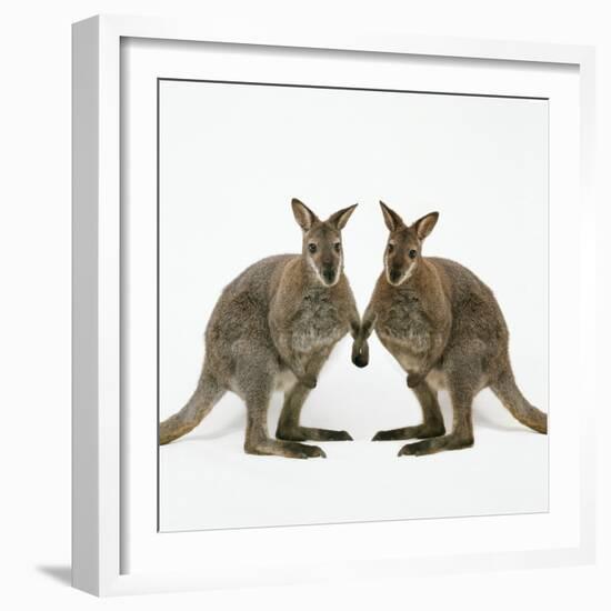 Wallaby X2 Holding Hands-Andy and Clare Teare-Framed Photographic Print