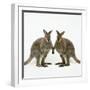 Wallaby X2 Holding Hands-Andy and Clare Teare-Framed Photographic Print