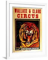 Wallace & Clark Cirbus - Giant Siberian Tigers Poster, Circa 1945-null-Framed Giclee Print