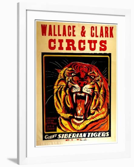 Wallace & Clark Cirbus - Giant Siberian Tigers Poster, Circa 1945-null-Framed Giclee Print