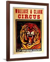 Wallace & Clark Cirbus - Giant Siberian Tigers Poster, Circa 1945-null-Framed Giclee Print