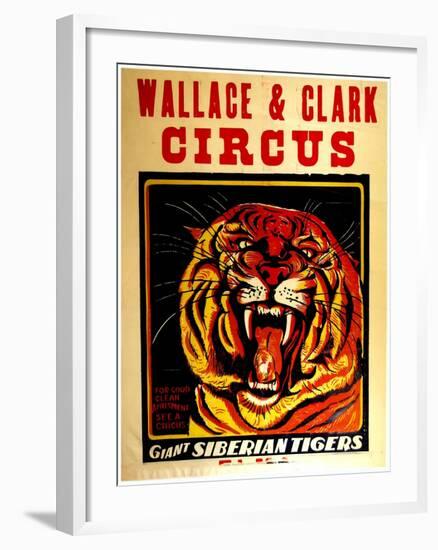 Wallace & Clark Cirbus - Giant Siberian Tigers Poster, Circa 1945-null-Framed Giclee Print