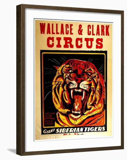 Wallace & Clark Cirbus - Giant Siberian Tigers Poster, Circa 1945-null-Framed Giclee Print