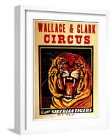 Wallace & Clark Cirbus - Giant Siberian Tigers Poster, Circa 1945-null-Framed Giclee Print