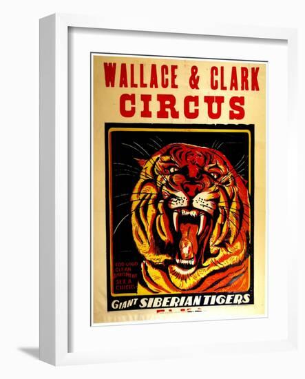 Wallace & Clark Cirbus - Giant Siberian Tigers Poster, Circa 1945-null-Framed Giclee Print